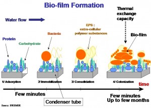 Reducing Biofilm Formation